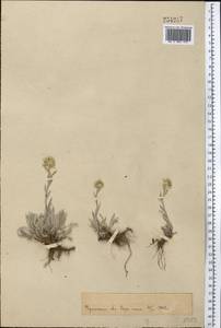 Leontopodium leontopodinum (DC.) Hand.-Mazz., Средняя Азия и Казахстан, Памир и Памиро-Алай (M2) (Киргизия)