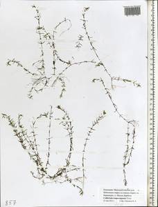 Callitriche truncata subsp. fimbriata Schotsman, Восточная Европа, Нижневолжский район (E9) (Россия)