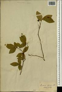 Lindera glauca (Sieb. & Zucc.) Bl., Зарубежная Азия (ASIA) (Япония)