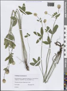 Клевер горный L., Сибирь, Западная Сибирь (S1) (Россия)