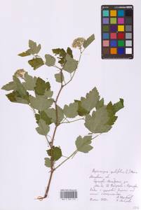 Пузыреплодник калинолистный (L.) Maxim., Восточная Европа, Московская область и Москва (E4a) (Россия)