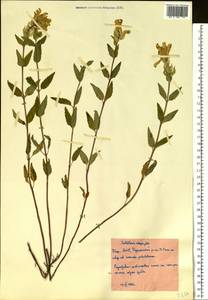 Шлемник приземистый L., Восточная Европа, Восточный район (E10) (Россия)