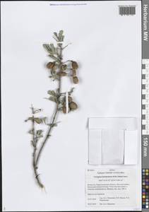 Caragana halodendron (Pall.) Dum.Cours., Средняя Азия и Казахстан, Муюнкумы, Прибалхашье и Бетпак-Дала (M9) (Казахстан)