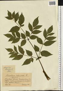 Дудник лесной L., Восточная Европа, Московская область и Москва (E4a) (Россия)