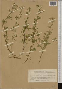 Medicago prostrata Jacq., Западная Европа (EUR) (Румыния)