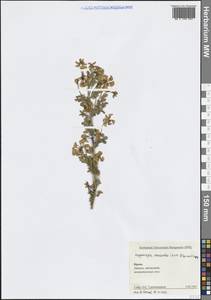 Подковник эмеровидный (Boiss. & Spruner) Greuter & Burdet ex Lassen, Крым (KRYM) (Россия)