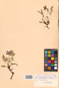 Остролодочник уральский (L.) DC., Сибирь, Дальний Восток (S6) (Россия)