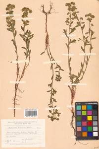 Молочай острый L., Сибирь, Дальний Восток (S6) (Россия)