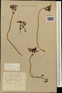 Phedimus stolonifer (S. G. Gmel.) 't Hart, Кавказ, Черноморское побережье (от Новороссийска до Адлера) (K3) (Россия)