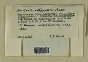 Fontinalis antipyretica Hedw., Гербарий мохообразных, Мхи - Москва и Московская область (B6a) (Россия)
