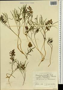 Corydalis turtschaninovii subsp. turtschaninovii, Зарубежная Азия (ASIA) (КНДР)