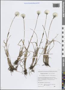 Пушица низкая Turcz. ex Steud., Сибирь, Якутия (S5) (Россия)