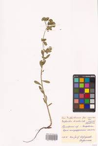 Молочай острый, Сибирь, Дальний Восток (S6) (Россия)