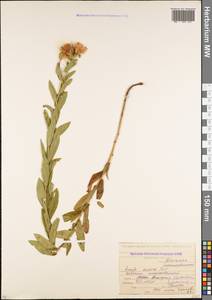 Pentanema salicinum subsp. asperum (Poir.) Mosyakin, Кавказ, Северная Осетия, Ингушетия и Чечня (K1c) (Россия)