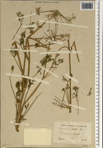 Ducrosia anethifolia (DC.) Boiss., Зарубежная Азия (ASIA) (Ирак)