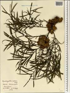 Lepidagathis hamiltoniana subsp. collina (Endl.) J.K. Morton, Африка (AFR) (Мали)