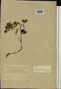 Bасилисник, Восточная Европа, Центральный лесной район (E5) (Россия)