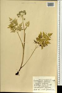 Гирчовник татарский Hoffm., Монголия (MONG) (Монголия)