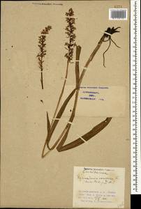 Кокушник длиннорогий (L.) R.Br., Кавказ, Азербайджан (K6) (Азербайджан)