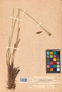 Осока скрытоплодная Hornem., Сибирь, Дальний Восток (S6) (Россия)