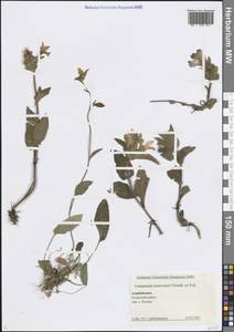 Колокольчик Траутфеттера Grossh. ex Fed., Кавказ, Азербайджан (K6) (Азербайджан)