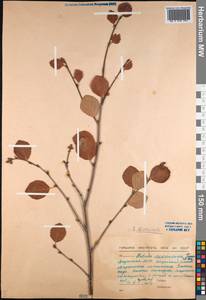 Береза кустарниковая Pall., Сибирь, Якутия (S5) (Россия)