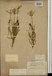 Candollea mollis (M. Bieb.) Yild., Кавказ, Краснодарский край и Адыгея (K1a) (Россия)