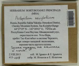 Psilopilum cavifolium (Wilson) I. Hagen, Гербарий мохообразных, Мхи - Якутия (B19) (Россия)