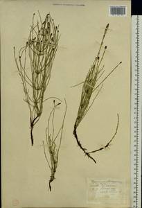 Хвощ болотный L., Восточная Европа, Западно-Украинский район (E13) (Украина)