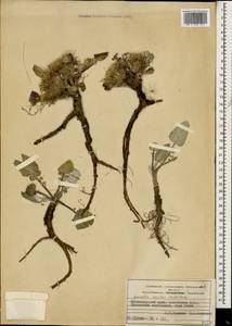 Jurinea moschus subsp. moschus, Кавказ, Краснодарский край и Адыгея (K1a) (Россия)