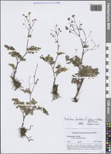 Василисник вонючий L., Сибирь, Алтай и Саяны (S2) (Россия)