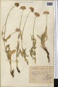 Lomelosia alpestris (Kar. & Kir.) Soják, Средняя Азия и Казахстан, Памир и Памиро-Алай (M2) (Узбекистан)