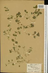 Звездчатка средняя, Мокрица (L.) Vill., Восточная Европа, Центральный лесостепной район (E6) (Россия)