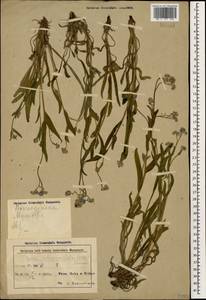 Незабудка воробейниколистная (Willd.) Hornem., Кавказ, Азербайджан (K6) (Азербайджан)