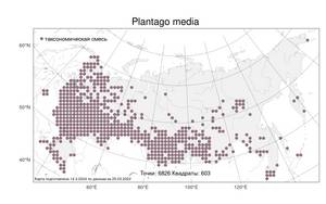 Plantago media, Подорожник средний L., Атлас флоры России (FLORUS) (Россия)