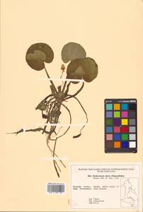 Hydrocharis dubia (Blume) Backer, Сибирь, Дальний Восток (S6) (Россия)