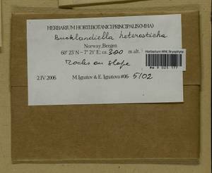 Bucklandiella heterosticha (Hedw.) Bedn.-Ochyra & Ochyra, Гербарий мохообразных, Мхи - Западная Европа (BEu) (Норвегия)