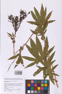 Filipendula digitata (Willd.) Bergmans, Сибирь, Дальний Восток (S6) (Россия)