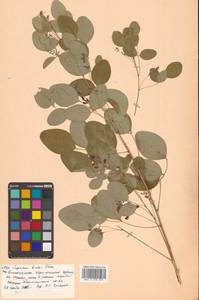 Леспедеца двуцветная Turcz., Сибирь, Дальний Восток (S6) (Россия)