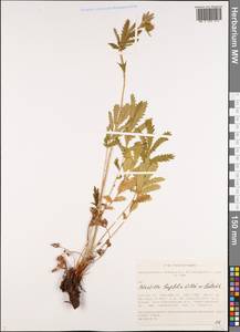 Лапчатка длиннолистная Willd., Сибирь, Алтай и Саяны (S2) (Россия)