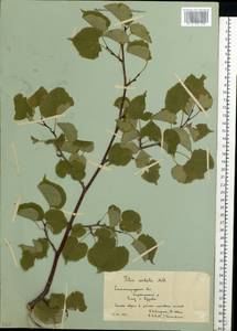 Липа сердцелистная, Липа мелколистная Mill., Восточная Европа, Нижневолжский район (E9) (Россия)