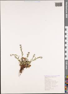 Незабудка воробейниколистная (Willd.) Hornem., Кавказ, Черноморское побережье (от Новороссийска до Адлера) (K3) (Россия)