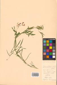 Lathyrus palustris subsp. palustris, Сибирь, Дальний Восток (S6) (Россия)