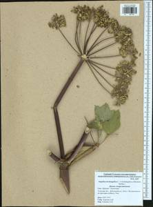 Дудник лекарственный, Дягиль лекарственный L., Восточная Европа, Центральный район (E4) (Россия)