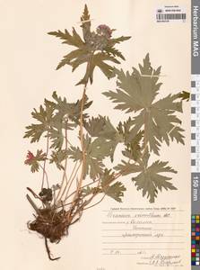 Герань волосистоцветковая DC., Сибирь, Дальний Восток (S6) (Россия)