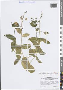 Stellaria aquatica (L.) Scop., Восточная Европа, Средневолжский район (E8) (Россия)