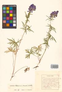 Aconitum karafutense subsp. baburinii (Vorosch.) Vorosch., Сибирь, Дальний Восток (S6) (Россия)