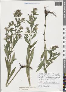 Symphyotrichum × versicolor (Willd.) G. L. Nesom, Восточная Европа, Нижневолжский район (E9) (Россия)