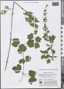 Thalictrum simplex subsp. boreale (F. Nyl.) Á. Löve & D. Löve, Восточная Европа, Северный район (E1) (Россия)