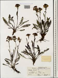 Мытник Нордманна Bunge, Кавказ, Ставропольский край, Карачаево-Черкесия, Кабардино-Балкария (K1b) (Россия)